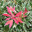 ARBORIX - Andromède 'Flaming Silver' - Pieris 'Flaming Silver'  - 30-40 cm pot - vignette