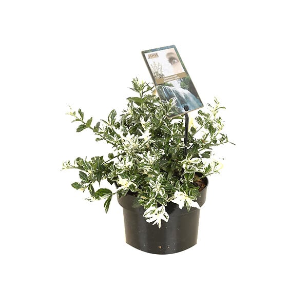 ARBORIX - 2 x Fusain persistant - Euonymus fortunei 'Harlequin'  - 20-30 cm pot - large
