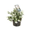 ARBORIX - 2 x Fusain persistant - Euonymus fortunei 'Harlequin'  - 20-30 cm pot - vignette
