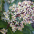 ARBORIX - Skimmia du Japon 'Rubella' - Skimmia Japonica 'Rubella'  - 25-30 cm pot - vignette