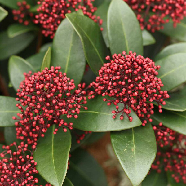 ARBORIX - Skimmia du Japon 'Rubella' - Skimmia Japonica 'Rubella'  - 25-30 cm pot - large