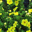 ARBORIX - 2 x Potentille arbustive 'Kobold' - Potentilla Fruticosa 'Kobold'  - 20-25 cm pot - vignette