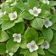 ARBORIX - 2 x Cornouiller blanc 'Sibirica' - Cornus Alba 'Sibirica'  - 60-80 cm pot - vignette