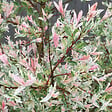ARBORIX - Saule du Japon 'Hakuro Nishiki' - Salix Integra 'Hakuro Nishiki'  - 60-80 cm pot - vignette