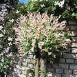 ARBORIX - Saule du Japon 'Hakuro Nishiki' - Salix Integra 'Hakuro Nishiki'  - 60-80 cm pot - vignette