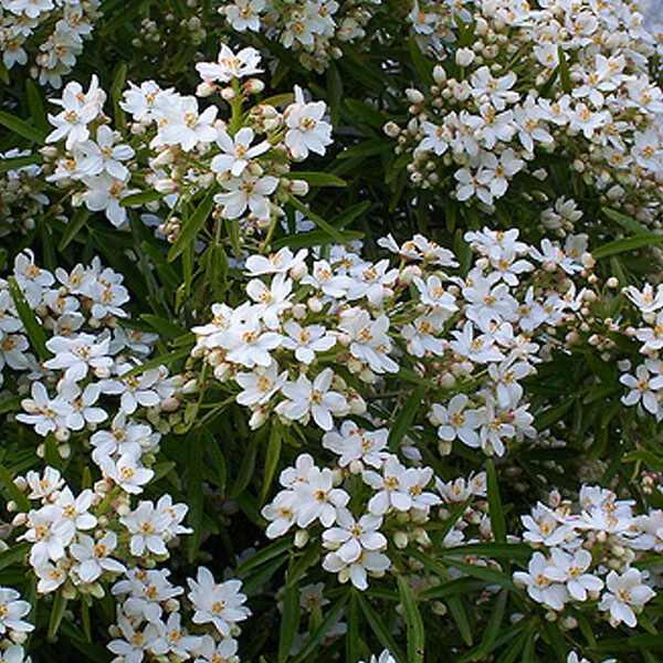 ARBORIX - Oranger du Mexique 'Aztec Pearl' - Choisya 'Aztec Pearl'  - 40-50 cm pot - large
