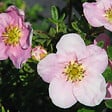 ARBORIX - 2 x Potentille arbustive 'Princess' - Potentilla Fruticosa Princess 'Pink Queen'  - 25-30 cm pot - vignette