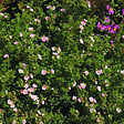 ARBORIX - 2 x Potentille arbustive 'Princess' - Potentilla Fruticosa Princess 'Pink Queen'  - 25-30 cm pot - vignette
