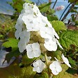 ARBORIX - Hortensia à feuilles de chêne 'Snow Queen' - Hydrangea Quercifolia 'Snow Queen'  - 50-60 cm pot - vignette
