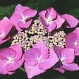 ARBORIX - Hortensia 'Teller Rose' - Hydrangea 'Teller Rose'  - 40-60 cm pot - vignette
