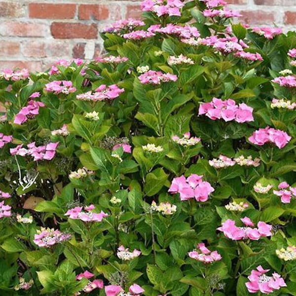 ARBORIX - Hortensia 'Teller Rose' - Hydrangea 'Teller Rose'  - 40-60 cm pot - large