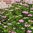 ARBORIX - Hortensia 'Teller Rose' - Hydrangea 'Teller Rose'  - 40-60 cm pot - vignette