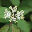 ARBORIX - 2 x Cornouiller sanguin 'Winter Beauty' - Cornus Sanguinea 'Winter Beauty'  - 40-60 cm pot - vignette