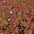 ARBORIX - 2 x Cornouiller sanguin 'Winter Beauty' - Cornus Sanguinea 'Winter Beauty'  - 40-60 cm pot - vignette