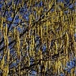 ARBORIX - 2 x Noisetier commun - Corylus Avellana  - 60-80 cm pot - vignette
