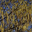 ARBORIX - 2 x Noisetier commun - Corylus Avellana  - 60-80 cm pot - vignette