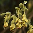 ARBORIX - Faux noisetier - Corylopsis Pauciflora  - 60-80 cm pot - vignette