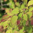 ARBORIX - Faux noisetier - Corylopsis Pauciflora  - 60-80 cm pot - vignette
