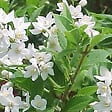 ARBORIX - 2 x Deutzia gracilis - Deutzia Gracilis  - 30-40 cm pot - vignette