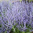 ARBORIX - 2 x Sauge d'Afghanistan 'Blue Spire' - Perovskia 'Blue Spire'  - 30-40 cm pot - vignette
