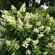 ARBORIX - 2 x Hortensia paniculé 'Kyushu' - Hydrangea Paniculata 'Kyushu'  - 40-50 cm pot - vignette