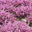 ARBORIX - 2 x Bruyère des neiges Rose - Erica Darleyensis Roze  - 10-12 cm pot - vignette