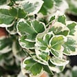 ARBORIX - 2 x Fusain persistant 'Emerald Gaiety' - Euonymus Fortunei 'Emerald Gaiety'  - 20-30 cm pot - vignette