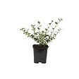 ARBORIX - 2 x Fusain persistant 'Emerald Gaiety' - Euonymus Fortunei 'Emerald Gaiety'  - 20-30 cm pot - vignette