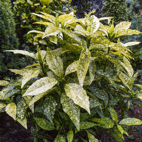 ARBORIX - 2 x Aucuba du Japon 'Crotonifolia' - Aucuba japonica 'Crotonifolia'  - 30-40 cm pot - large