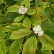 ARBORIX - 2 x Cornouiller blanc 'Gouchaultii' - Cornus Alba 'Gouchaultii'  - 60-80 cm pot - vignette