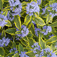 ARBORIX - 2 x Barbe-bleue - Caryopteris clandonensis 'Summer Sorbet'  - 30-40 cm pot - vignette
