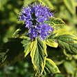 ARBORIX - 2 x Barbe-bleue - Caryopteris clandonensis 'Summer Sorbet'  - 30-40 cm pot - vignette