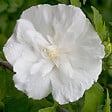 ARBORIX - Mauve en arbre - Hibiscus syriacus 'White Chiffon'  - 40-60 cm pot - vignette