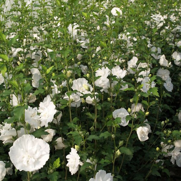 ARBORIX - Mauve en arbre - Hibiscus syriacus 'White Chiffon'  - 40-60 cm pot - large
