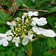 ARBORIX - 2 x Viorne de Chine - Viburnum plicatum 'Summer Snowflake'  - 30-40 cm pot - vignette