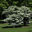 ARBORIX - 2 x Viorne de Chine - Viburnum plicatum 'Summer Snowflake'  - 30-40 cm pot - vignette