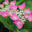 ARBORIX - 2 x Hydrangea macrophylla 'Taube' - Hydrangea macrophylla 'Taube'  - 25-30 cm pot - vignette