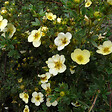 ARBORIX - 2 x Potentille 'Primrose Beauty' - Potentilla fruticosa 'Primrose Beauty'  - 25-30 cm pot - vignette