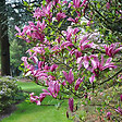 ARBORIX - Magnolia 'Susan' - Magnolia 'Susan'  - 40-60 cm pot - vignette