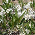 ARBORIX - Prunier tapissant - Prunus pumila 'Depressa'  - 25-30 cm pot - vignette