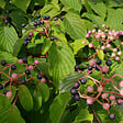 ARBORIX - Cornouiller discuté - Cornus Controversa  - 60-80 cm pot - vignette