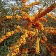 ARBORIX - 2 x Argousier - Hippophae rhamnoides  - 60-80 cm pot - vignette