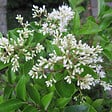 ARBORIX - Ligustrum japonicum 'Texanum' - Ligustrum Japonicum 'Texanum'  - 60-80 cm pot - vignette