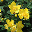 ARBORIX - Millepertuis 'Hidcote' - Hypericum 'Hidcote'  - 50-60 cm pot - vignette