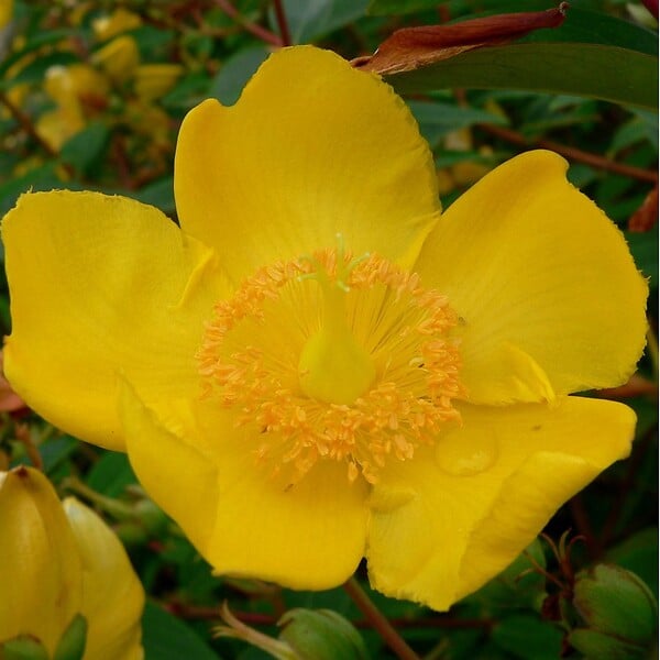 ARBORIX - Millepertuis 'Hidcote' - Hypericum 'Hidcote'  - 50-60 cm pot - large