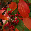 ARBORIX - 2 x Aronie à feuilles d'arbousier - Aronia arbutifolia 'Brilliant'  - 40-60 cm pot - vignette