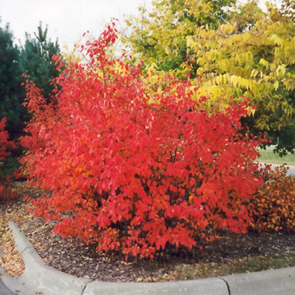 ARBORIX - 2 x Aronie à feuilles d'arbousier - Aronia arbutifolia 'Brilliant'  - 40-60 cm pot - large