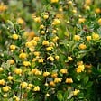 ARBORIX - 2 x Épine-vinette - Berberis buxifolia 'Nana'  - 20-25 cm pot - vignette