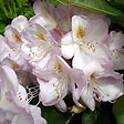 ARBORIX - Rhododendron 'Gomer Waterer' - Rhododendron 'Gomer Waterer'  - 40-50 cm pot - vignette