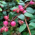 ARBORIX - 2 x Symphorine de Chenault 'Hancock' - Symphoricarpos Chenaultii 'Hancock'  - 30-40 cm pot - vignette